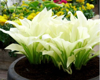 White Feather hosta, plantain lily - XL package! - 50 pcs