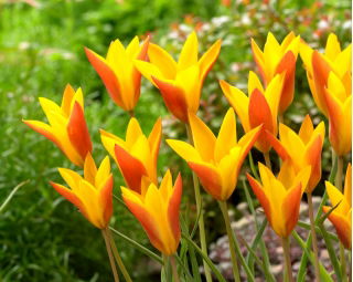 Tulipan Chrysantha Tubergen's Gem - XXXL pakiranje 250 kos