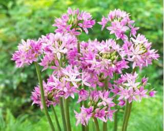 Ornamental onion - Eros - Large Pack! - 100 pcs.