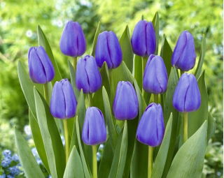 Tulipa Blue - Tulip Blue - 5 bulbs