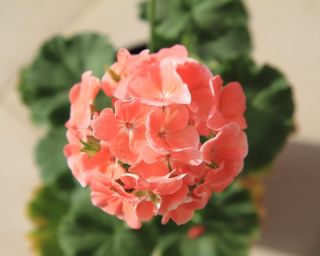 Zalm Geranium seeds - Pelargonium x tuin - 10 zaden - Pelargonium x hortorum