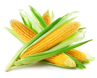 Söt majs – Ambrosia - Zea mays convar. saccharata var. Rugosa - frön