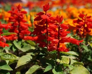 Paprikavirág - Czardasz - Salvia splendens - magok