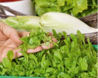 Microgreens - Zöld energia - az otthoni egészség és a létfontosságú erők forrása - 27 db-os készlet egy növekvő tartályral -  - magok