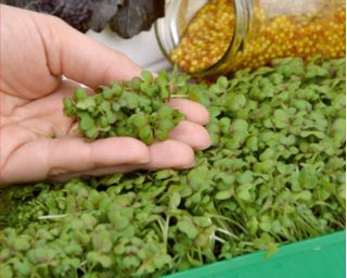 Microgreens - Zöld energia - az otthoni egészség és a létfontosságú erők forrása - 27 db-os készlet egy növekvő tartályral -  - magok