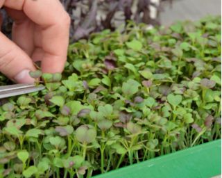 Microgreens - Zöld energia - az otthoni egészség és a létfontosságú erők forrása - 27 db-os készlet egy növekvő tartályral -  - magok