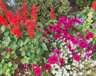 Alyssum, petunia és skarlát zsálya - 3 virágos növény magja -  - magok