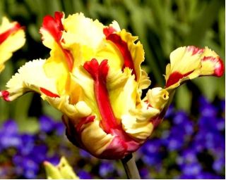 Tulipa Flaming Parrot - Tulip Flaming Parrot - 5 bulbs