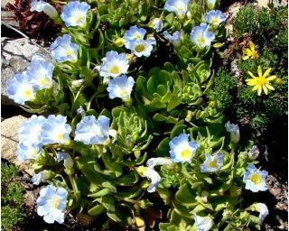 Семена от Nolana Blue Bird - Nolana grandiflora - 125 семена - Nolana paradoxa