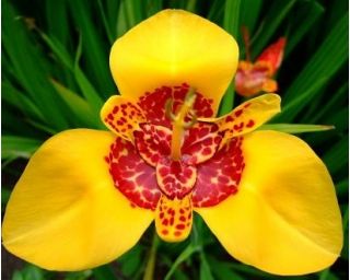 Tigridia, mešanica Tiger Flower - 10 žarnic