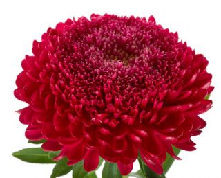 Aster - Polska Flaga - White and Red - Callistephus chinensis - Charming Blooms, Elegant Red & White - Fresh Seeds