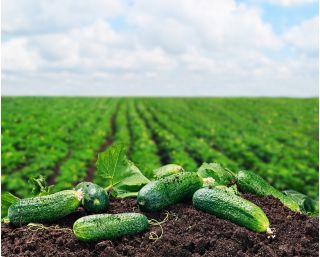 Cucumber Forum F1 Seminte de bandă - Cucumis sativus - semințe