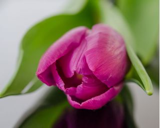 郁金香玫瑰 - 郁金香玫瑰 -  5个洋葱 - Tulipa Rose
