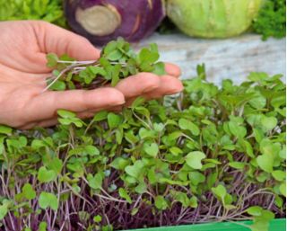 Knutekål - Microgreens - 1040 frø - Brassica oleracea var. Gongylodes L.