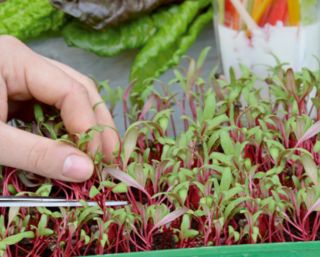 Microgreens - Zöld energia - az otthoni egészség és a létfontosságú erők forrása - 27 db-os készlet egy növekvő tartályral -  - magok