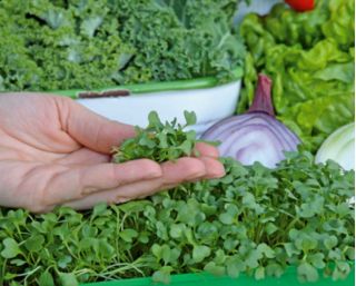 Microgreens - Zöld energia - az otthoni egészség és a létfontosságú erők forrása - 27 db-os készlet egy növekvő tartályral -  - magok