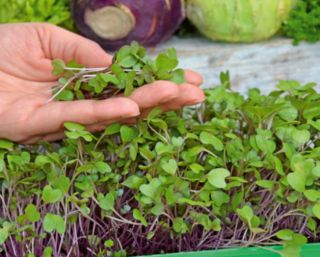 Microgreens - Zöld energia - az otthoni egészség és a létfontosságú erők forrása - 27 db-os készlet egy növekvő tartályral -  - magok