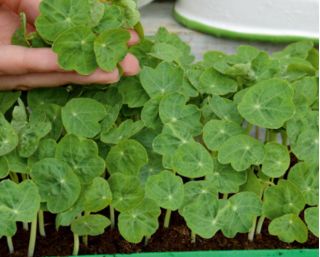 Microgreens - Zöld energia - az otthoni egészség és a létfontosságú erők forrása - 27 db-os készlet egy növekvő tartályral -  - magok