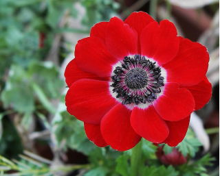 Anemone Hollandia - XXXL pack 400 uds