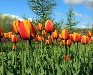 Tulipa Apeldoorn's Elite - Tulip Apeldoorn's Elite - 5 bulbs