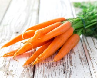 당근 카로프카 씨앗 - Daucus carota - 1275 종자 - Daucus carota ssp. sativus 