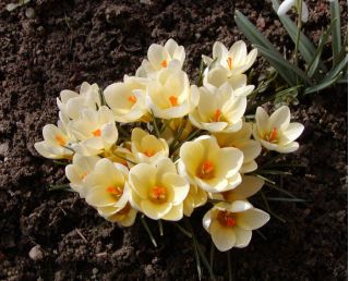 Sáfrány Cream Beauty - csomag 10 darab - Crocus Cream Beauty