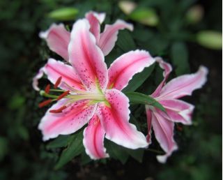 Лилия Mona Lisa - Lilium oriental hybridum Mona Lisa