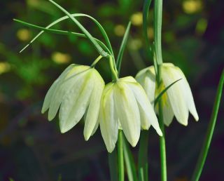 Almindelig vibeæg - Alba - pakke med 5 stk - Fritillaria Meleargis Alba
