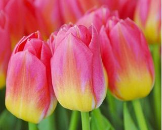 Tulp Tom Pouce - pakket van 5 stuks - Tulipa Tom Pouce