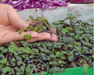 Microgreens - Heaven - mild mix - 10-piece set with a growing container