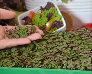 Microgreens - Zöld energia - az otthoni egészség és a létfontosságú erők forrása - 27 db-os készlet egy növekvő tartályral -  - magok