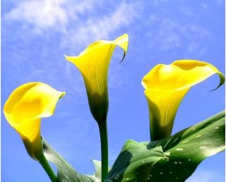 Zantedeschia, кала лилия крем - луковица / грудка / корен