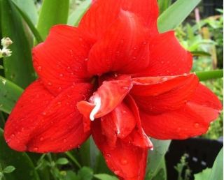 Hippeastrum - Red Peacock