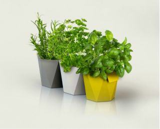 モジュラーハーブポット-ヘカ-12,5 cm-イエロー - 