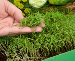 Microgreens - Garden dill - young leaves with exceptional taste - 1680 seeds
