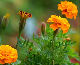 French marigold "Boy Orange" - 153 seeds
