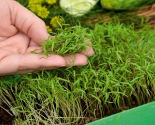 Microgreens - Zöld energia - az otthoni egészség és a létfontosságú erők forrása - 27 db-os készlet egy növekvő tartályral -  - magok