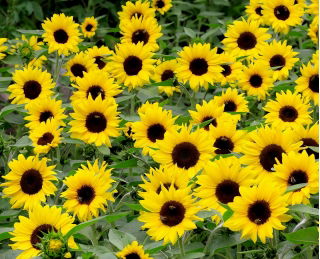 Dwarf Sunflower - Bambino - Helianthus annuus - 1 kg - Pollinator Powerhouse - Attracts Bees, Butterflies & Beneficial Insects - Fresh Seeds