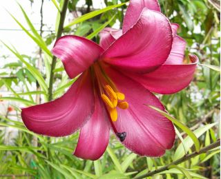 Giglio Pink Perfection - Lilium Pink Perfection