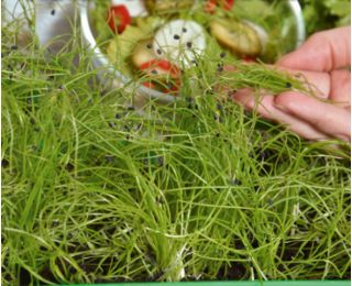 Cipolla d'inverno - Microgreens - Allium fistulosum  - semi
