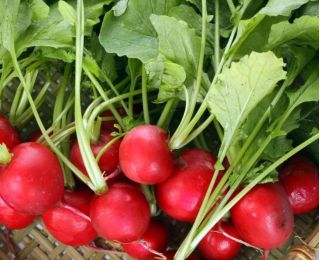 Ravanello - Cherry Belle - Raphanus sativus L. - semi