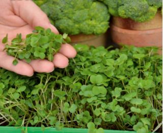 Microgreens - Zöld energia - az otthoni egészség és a létfontosságú erők forrása - 27 db-os készlet egy növekvő tartályral -  - magok