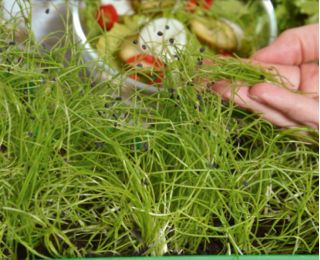 Microgreens - Zöld energia - az otthoni egészség és a létfontosságú erők forrása - 27 db-os készlet egy növekvő tartályral -  - magok