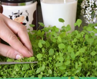Microgreens - Zöld energia - az otthoni egészség és a létfontosságú erők forrása - 27 db-os készlet egy növekvő tartályral -  - magok