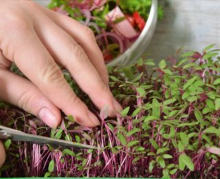 Microgreens - Heaven - mild mix - 10-piece set with a growing container