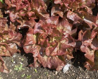 Roter Kopfsalat 'Mira' - 
