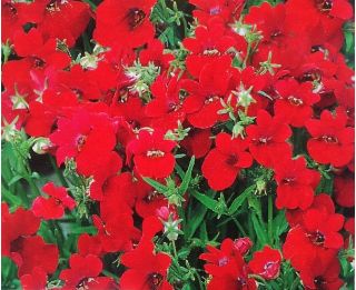 Nemesia, Elfenspiegel Fire King  Samen - Nemesia strumosa - 1000 Samen