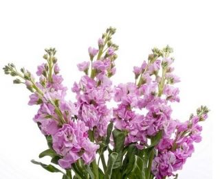 Růžový otřep, 10 týdnů "Excelsior" - 300 semen - Matthiola incana annua - semena