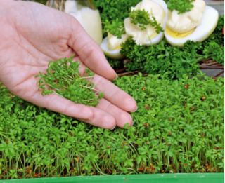 Microgreens - Cress - Peppery Kick, Perfectly Delicate - Fresh Seeds