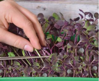 Rábano - Microgreens - 255 semillas - Raphanus sativus